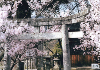 THE NIPPON