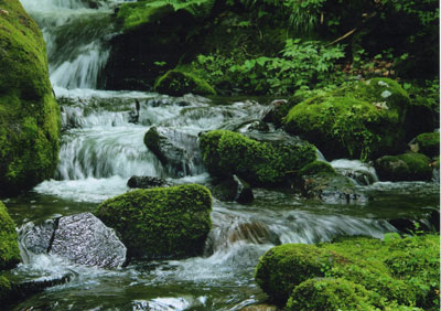 苔生す流れ