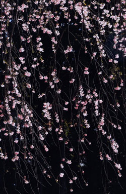 しだれ桜の輝き