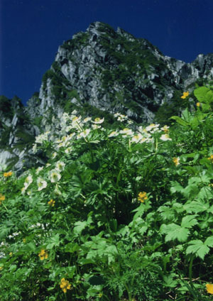 高山植物開花