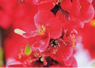 ボケの花