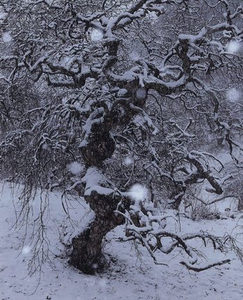 風雪に耐えて