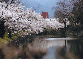 お堀の桜