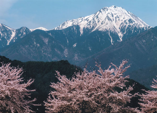 常念岳と桜