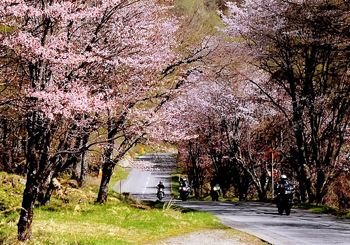 山桜街道を行く
