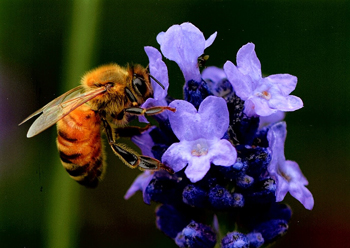 蜜蜂と花