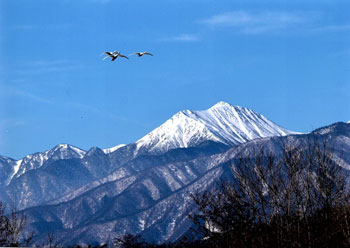 常念岳と白鳥