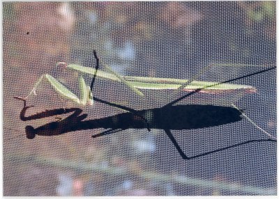 カマキリと影