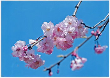 青空をバックに桜咲く
