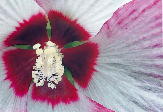 花芯